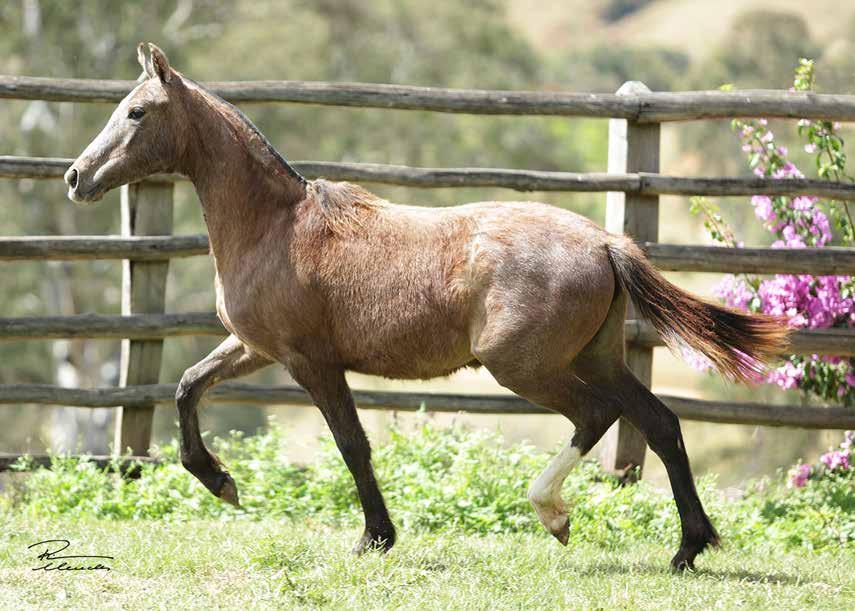 Lote 19 TRAVIATA DO CANTAGALLO POTRA DE GENÉTICA MUITO BOA, MORFOLOGIA EVOLUIDA E QUEM TEM TUDO PRA DAR MUITO BOA DE SELA.