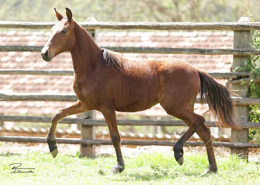 SUA MÃE HOLANDA DO CANTAGALLO CONQUISTOU CAMPEONATOS POR ONDE FOI, É RAÇA DE TRILHO E JÓIA DO MORRO