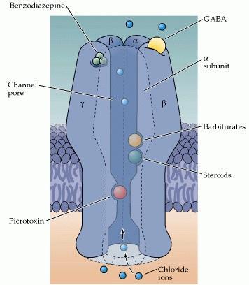 O recetor GABA-A é composto por 5 subunidades (principalmente α, β e γ) dispostas em volta de um canal iónico de cloro.