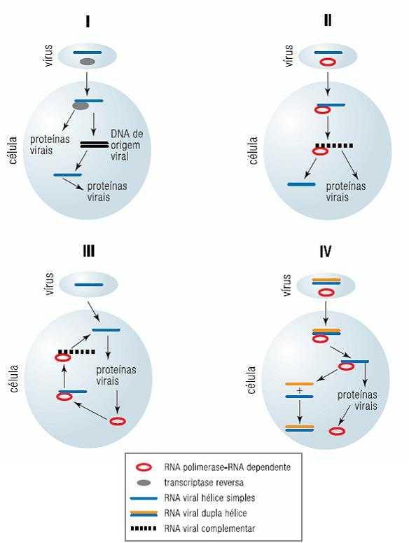 MATRÍCULA: Lista de Exercícios Biologia Geral e Evolução Código 120162 SOBRE VÍRUS E BACTÉRIAS Questões objetivas 1) (UERJ- 1º Exame Qualif.