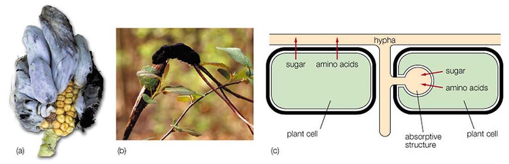 Doenças das plantas provocadas por fungos