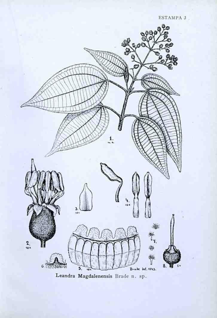 ESTAMPA 3 5. lír*- l,. - B.