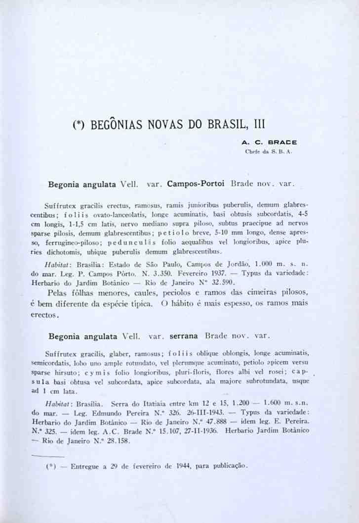 (*) BEGONIAS NOVAS DO BRASIL, III A. C. BRACE Cfccfè d:, S. B. A Begonia angulata Vell. var.