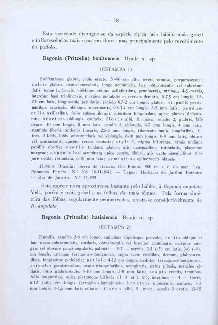 18 Esta variedade distingue-se da espécie típica pdo habito mais gracd e inflorescéncias mais ricas em flores, mas principalmente i>clo revestimento do pecíolo, Begonia (Pritzelia) bonitoensis Brade