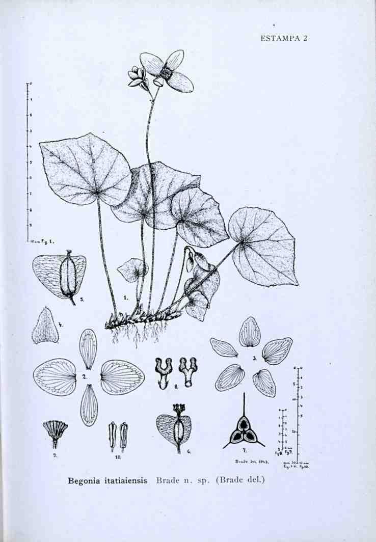 ESTAMPA 2 Begonia itatiaiensis