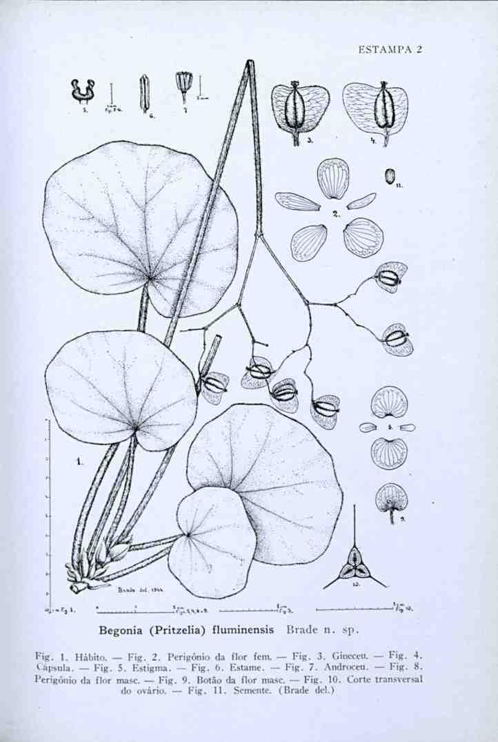 ESTAMPA 2 lll^ ''ál i-m. - _f,.as,%.» Begonia (Pritzelia) fluminensis Brade n. sp. Pig. 1. Hábito. Fig. 2. Perigõnio da flor fem. Fig. 3. (iineceu. Fig. 4. Cápsula. Fig. 5.
