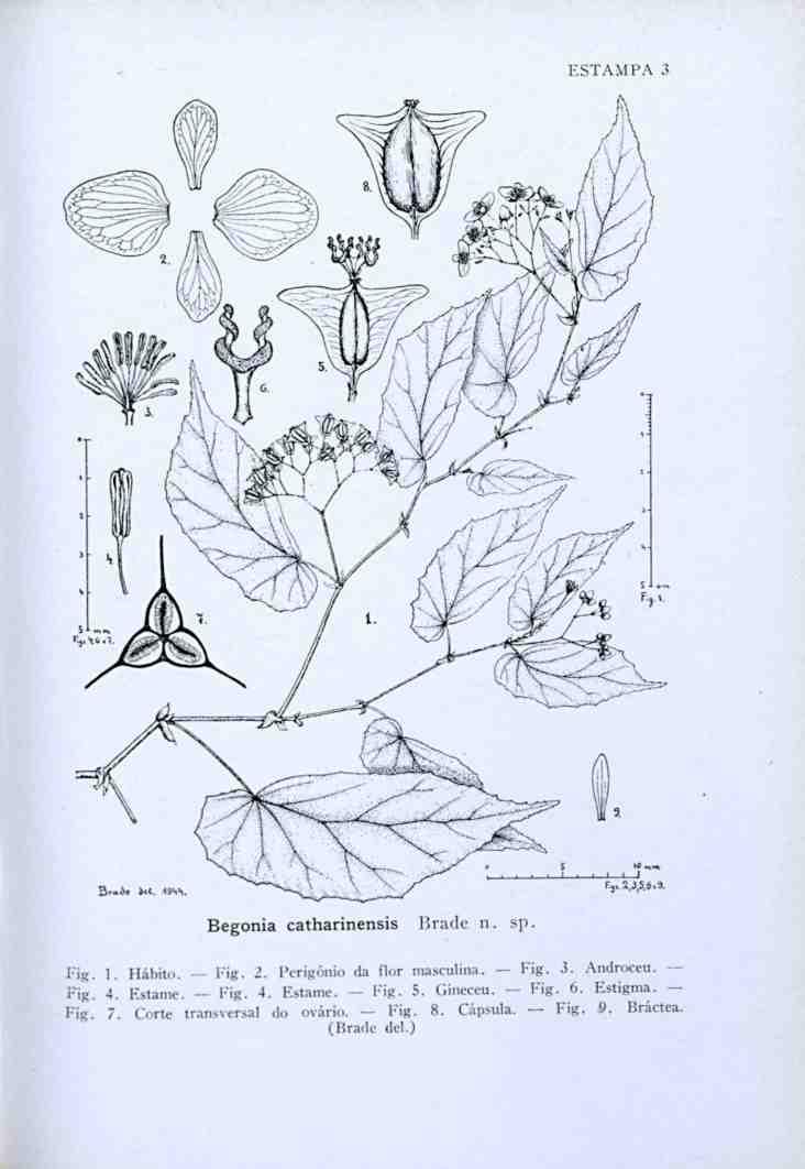 ESTAMPA 3 B'»*«' nss Begonia catharinensis Brade n. sp. Fig. 1. Hábito. Fig. 2. Perigônio da flor masculina. Fig. 3. Androceu. Fig. 4.