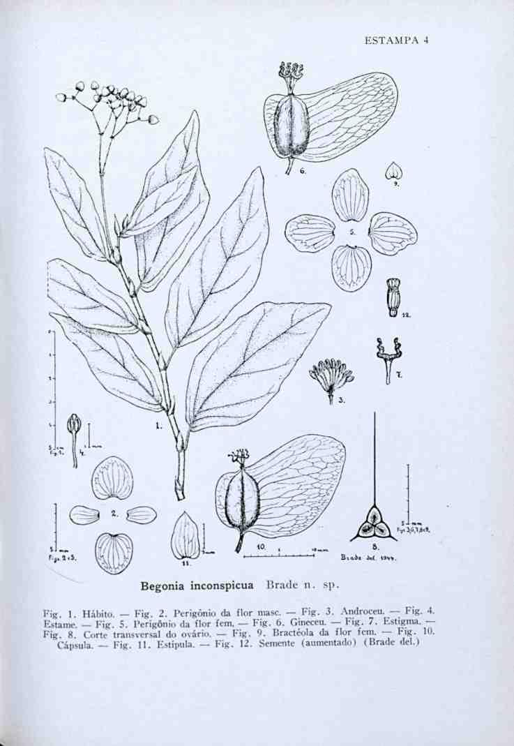 ESTAMPA 4 a. Begonia inconspicua Brade n. sp. Fig. 1. Hábito. Fig. 2. Perigônio da flor masc. Fig. 3. Androceu. Fig. 4. Estãme Fig. 5. Perigônio da flor fem. Fig. 6.