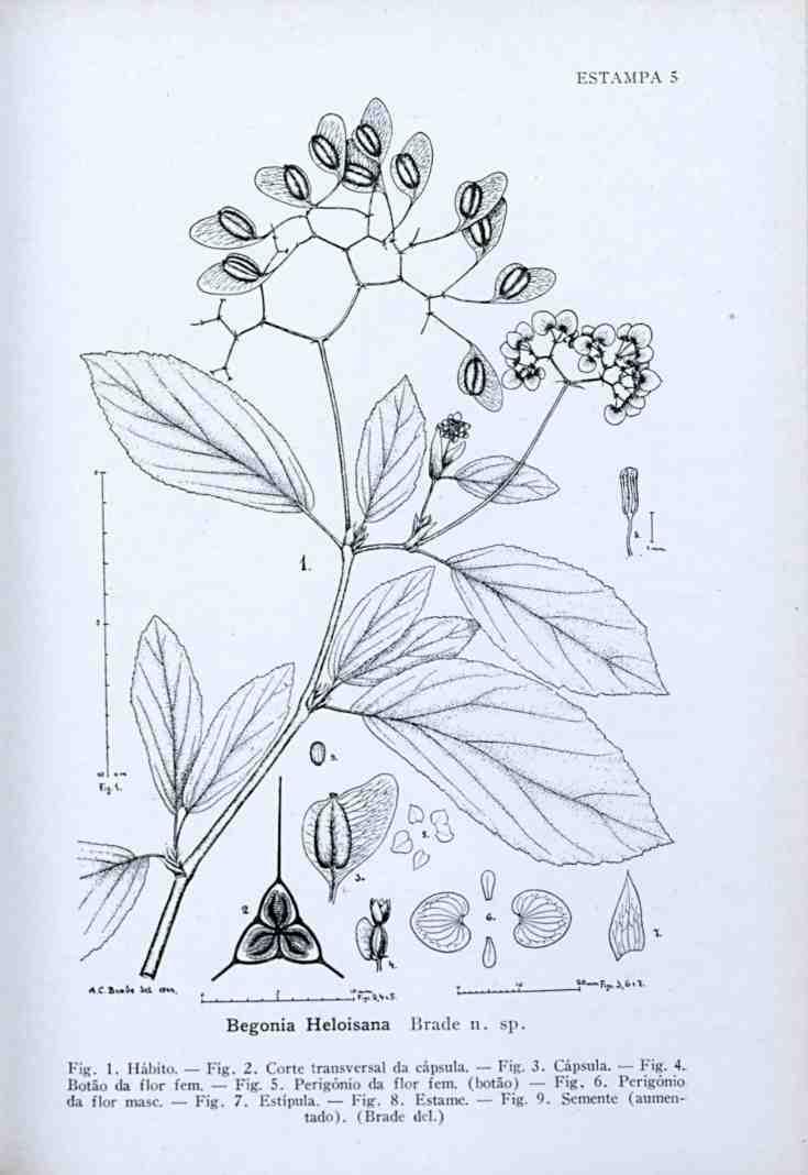 ESTAMPA A C fiv«j«ia rtnt. - >. _* Begonia Heloisana Brade n. sp Fig. 1. Hábito. Fig. 2. Corte transversal da cápsula. Fig. 3. Cápsula. Fig. 4.