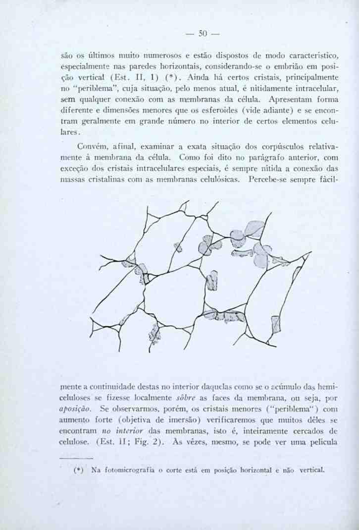 50 são os últimos muito numerosos e estão dispostos de modo característico, especialmente nas paredes horizontais, considerando-se o embrião em posição vertical (Est. II. 1) (*).