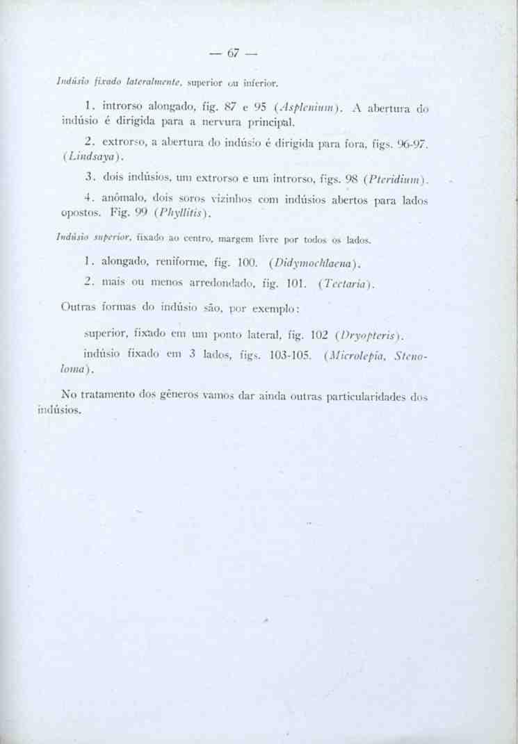 67 Indúsio fixada lateralmente, superior ou inferior. 1. introrso alongado, fig. í<7 e 95 (Asplenium). A abertura do indúsio é dirigida para a nervura principal. 2.