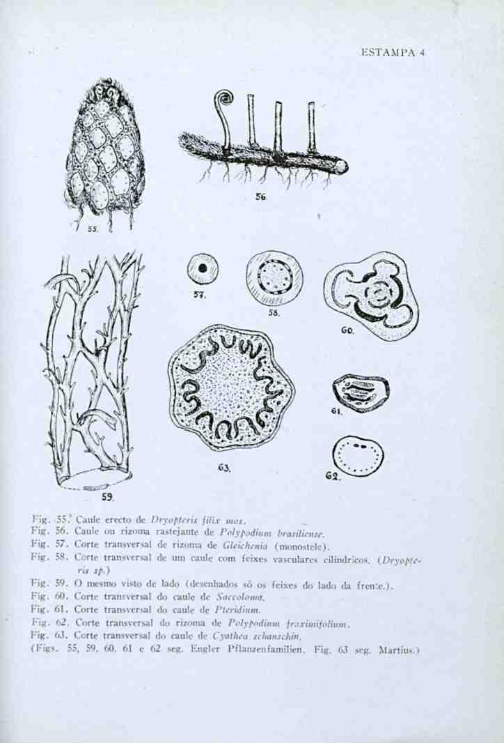 ESTAMPA 4 tis 1 m 56 62^ Fig. SS. Caule erecto de Dryopteris füix mas. Fig. 56. Caule ou rizoma rastejante de Polypodium brasiliense. Pig. 57. Corte transversal de rizoma de Gleiehcnia (monostele).