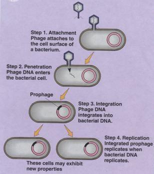 Ciclo Lisogênico ENTRADA DO GENOMA DO FAGO NA CÉLULA SÍNTESE DA