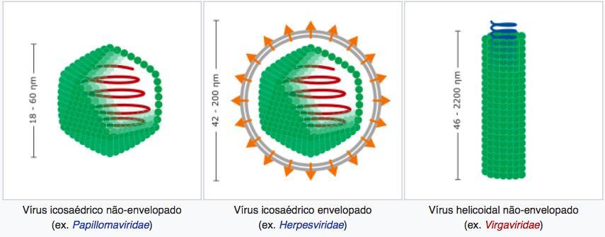 formar uma capsula