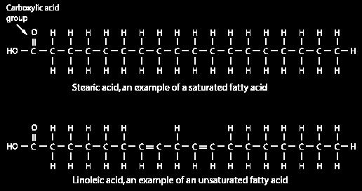 Ácidos graxos saturados apresentam apenas ligações simples entre os