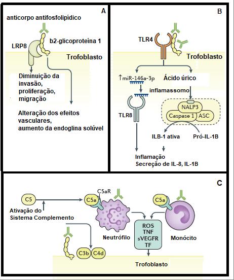 PATRÍCIA ALMEIDA, PAOLO RUGGERO ERRANTE a interação trofoblasto-endotélio (Figura 2A) (MULLA et al., 2010; CARROL et al.