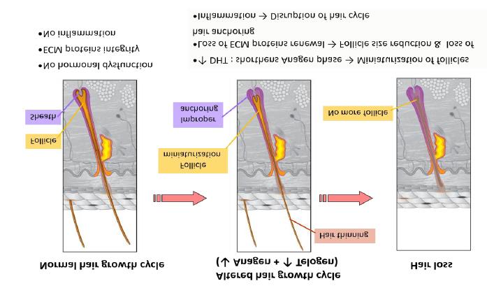 No final da fase telógena o folículo piloso reinicia a fase anágena. A papila dérmica e a base do folículo se juntam novamente, e um novo fio começa a se formar.