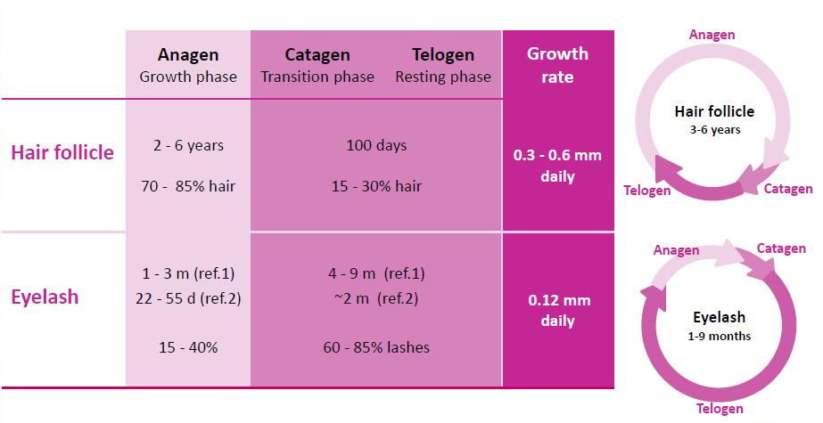 Crescimento dos cílios e folículo capilar Como o ciclo de crescimento do folículo capilar, o ciclo de crescimento dos cílios possui 3 estágios: A única diferença é o período de tempo de cada fase é