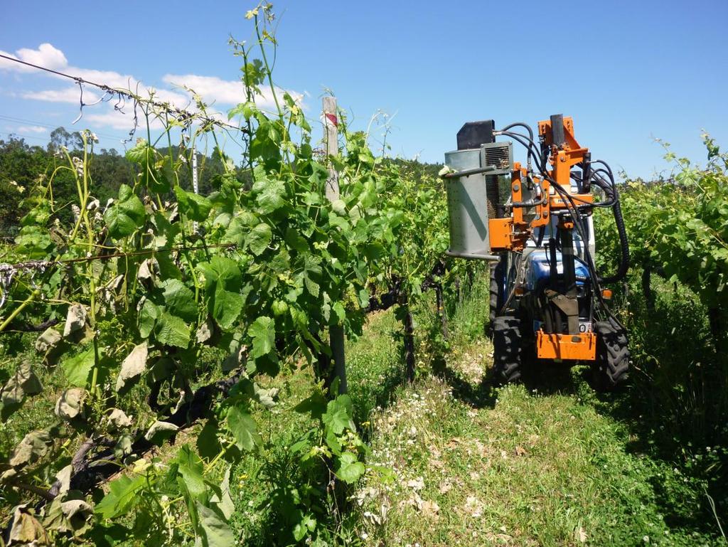 se até a vindima, deste modo as passagens no interior da vinha de pessoas e máquinas são facilitadas e não prejudicam os valores da área foliar. 3.7.2.