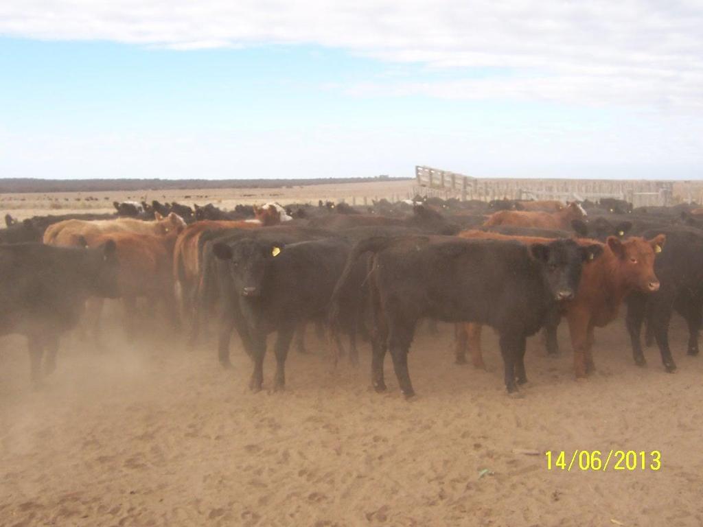 Novilhas com baixa CC Perdendo Peso (Provincia de La Pampa) Novilhas entre 18 e 24