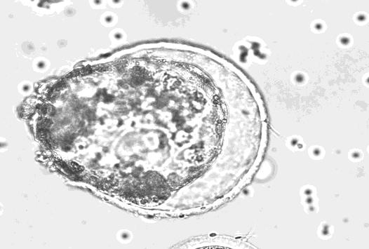 Embriones in vitro Semen sexado Holstein 945 blastocistos producidos in vitro Receptoras Hereford DIB 0,5 g EB 2 mg ECP 0,5 mg ecg 400 UI PGF2 500 µg
