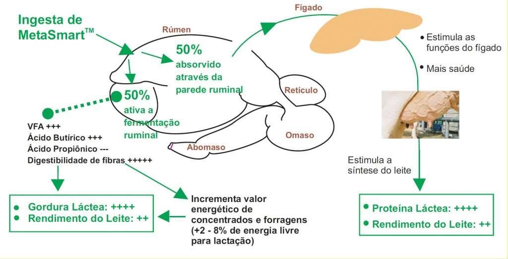 MetaSmart