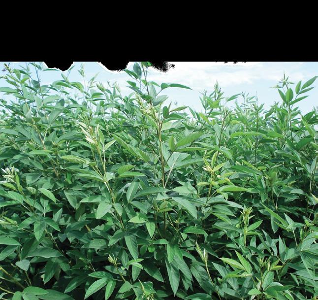 Plantas de Cobertura IDENTIFICAÇÃO CARACTERÍSTICAS SEMEADURA NEMATOIDES 1 RECICLAGEM DE NUTRIENTES com milho Guandu anão PLANTAS DE COBERTURA - PRIMAVERA/VERÃO Nome comum Nome cientifíco Família Peso