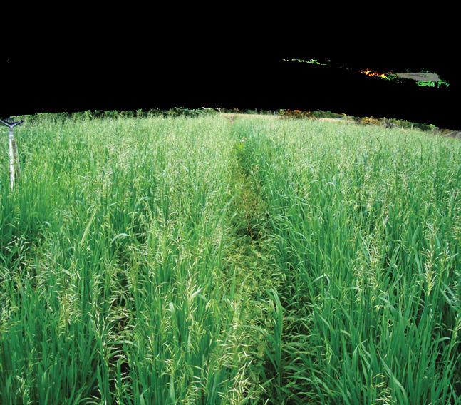 Plantas de Cobertura IDENTIFICAÇÃO CARACTERÍSTICAS SEMEADURA NEMATOIDES 1 RECICLAGEM DE NUTRIENTES com milho Aveia preta PLANTAS DE COBERTURA - OUTONO/INVERNO Nome comum Nome cientifíco Família Peso