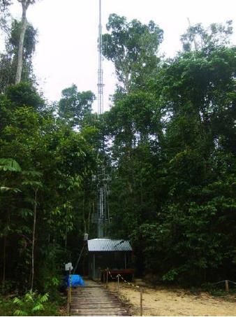 Design Experimental: ZF2 ZF2 Reserva Florestal Rebio Cuieras (T0) Vegetação típica de floresta primária