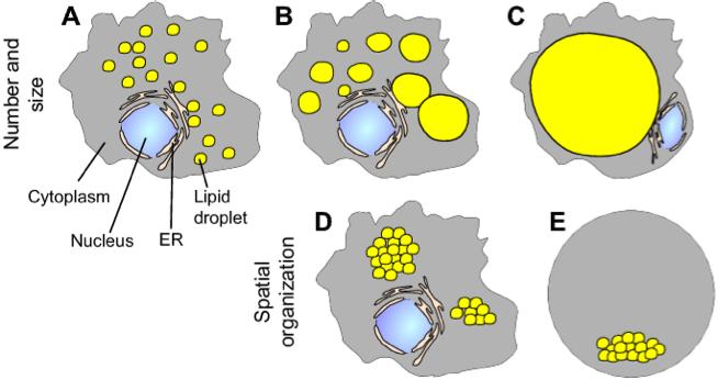 In cells, lipid droplets are either found to have an almost uniform size (A), show a considerable size distribution (B) or