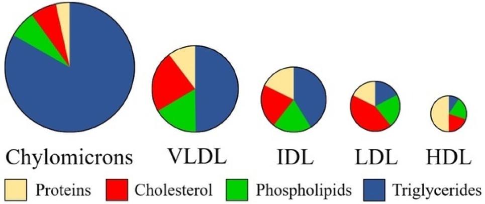 Composição das lipoproteínas TAG TAG TAG Colesterol Mal Bom
