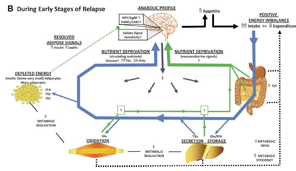 tecido adiposo Am J Physiol Regul Integr