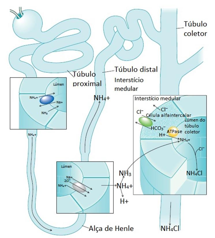 Síndrome de Bartter Definição e fisiopatologia: