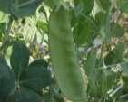 Heraut (tipo mangetout ou torta ) A ervilha Heraut é uma variedade precoce de ervilhas com vagens firmes que atinge cerca de 130 cm de altura. Ref.