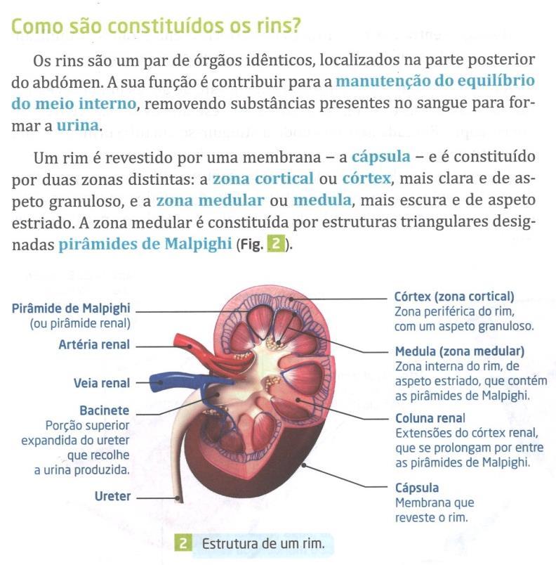 As legendas indicam o nome das partes constituintes, geralmente por meio de termos técnicos. Os termos situam-se, por norma, ao lado da imagem, estando ligadas por meio de linhas retas.