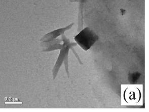 Em todas as imagens obtidas dos nanotubos de carbono observa-se que as partículas metálicas encontram-se encapsuladas nas extremidades dos nanotubos.