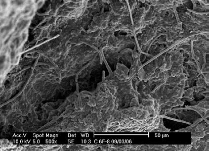 134 Figura 5.74- Biofilme com presença de microrganismos do tipo filamentosas e Vorticellas sp, capturadas durante o ciclo 6. 5.2.5.4 Medida da velocidade específica de respiração através da respirometria A velocidade de respiração celular (QO 2 X) foi determinada nos ciclos 6, 7 e 8.