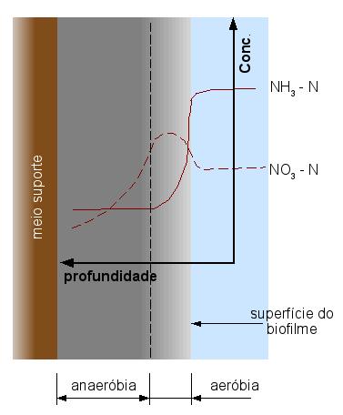 29 Para Iwai e Kitao (1994) citado por GEBARA (2006), a coexistência de duas regiões anaeróbia e aeróbia é conveniente para a remoção biológica de nitrogênio.