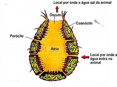 Não possuem tecidos bem definidos, logo, também não possuem sistemas. A água circula por dentro dos poríferos. Entra pelos óstios, passa pela espongiocele e sai pelo ósculo.