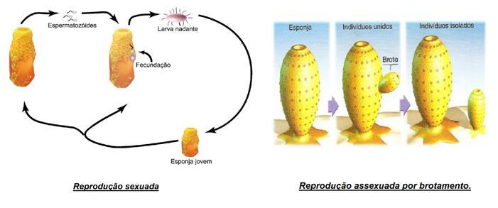 Bio. A reprodução dos poríferos pode ser assexuada ou sexuada. A forma sexuada consiste na fecundação (união dos gametas feminino e masculino), formando o zigoto.