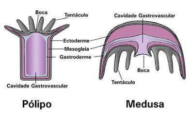 A reprodução assexuada ocorre por 3 mecanismos: Brotamento - Há o surgimento de brotos laterais a partir de sucessivas mitoses.