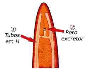 Bio. Possuem sexos separados, com