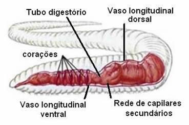 Bio. Anelídeos Possuem corpo cilíndrico e segmentado.