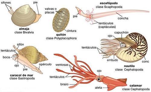 Bio. Sistemas Sistema respiratório: Os animais aquáticos respiram por ctenídios. Dentre os terrestres, há a respiração por meio dos pulmões, sendo que alguns fazem a troca gasosa pela pele.