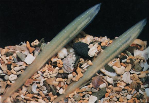 Bio. Cephalochordata São seres vivos cordados marinhos e pequenos, que vivem soterrados no substrato.
