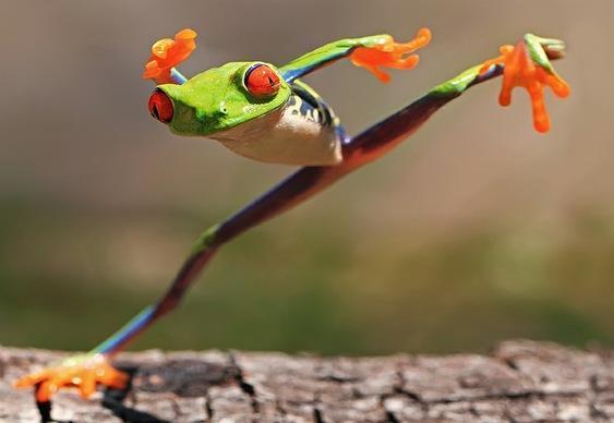 Bio. Peixes que habitam ambientes de água doce e peixes que habitam ambientes marinhos apresentam diferentes formas de osmorregulação, sendo os peixes de água doce obrigados a eliminar grandes