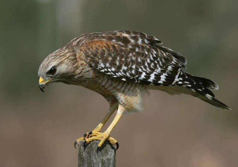 Uma característica interessante do grupo, compartilhada apenas pelas aves, é a endotermia, isto é, acapacidade de manter a temperatura do corpo