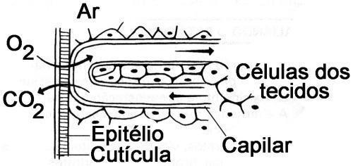 Bio. 10. O esquema abaixo mostra a organização de parte da parede do corpo de um animal. Esse animal pode ser: a) um peixe. b) um inseto. c) uma minhoca. d) uma aranha. e) uma planária.