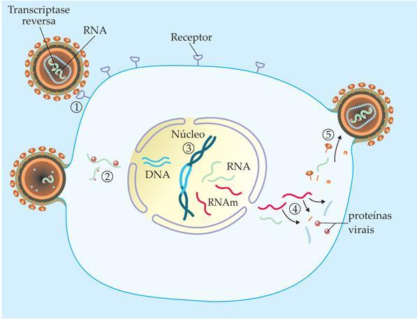 Linfócito T Auxilador CD4 Montagem dos vírus e saída da célula hospedeira Ligação do HIV com o receptor Transcrição
