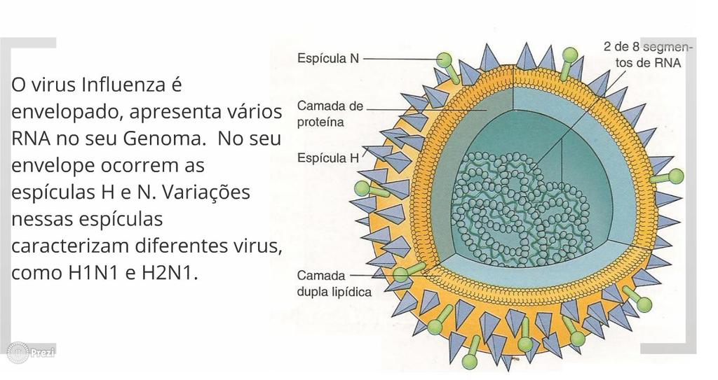 Vírus da Gripe Como apresenta vários RNAs, o vírus da gripe pode se